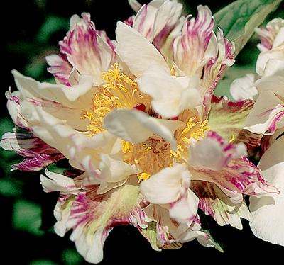 Peppermint Patty Peony